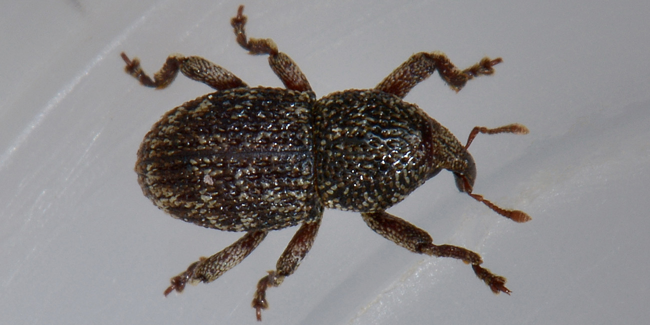 Kyklyoacalles punctaticollis punctaticollis - Curculionidae